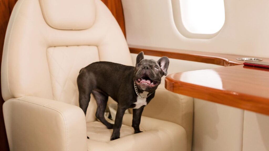 frenchie on airplane