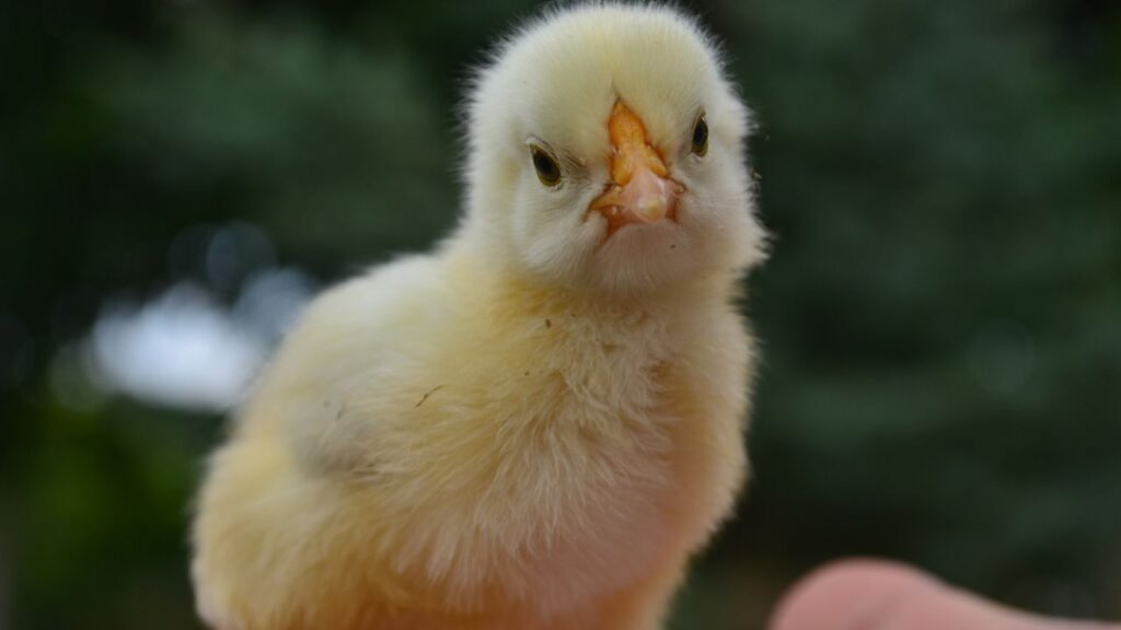 woman with esa duck