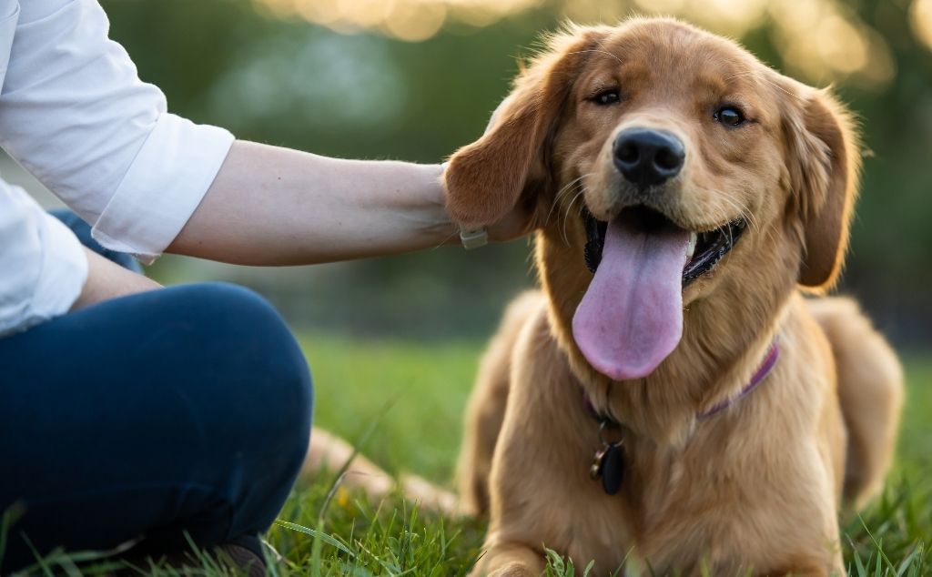 sitting with emotional support doggie