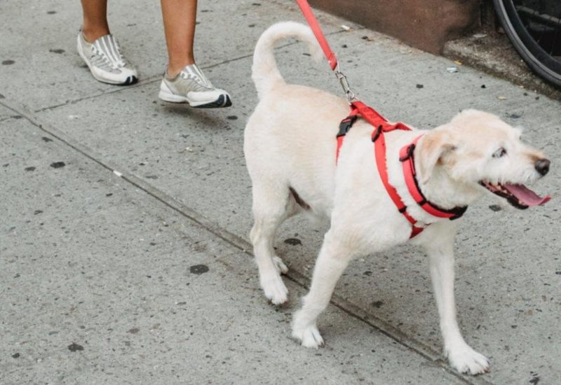 beige-dog-on-a-leash