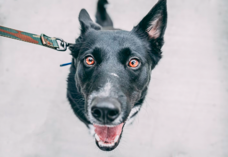 black-short-coated-dog-on-leash