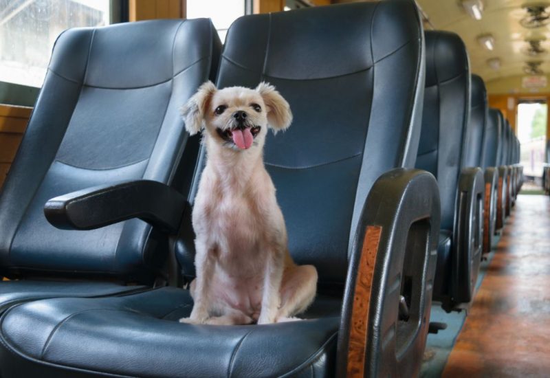 dog on train