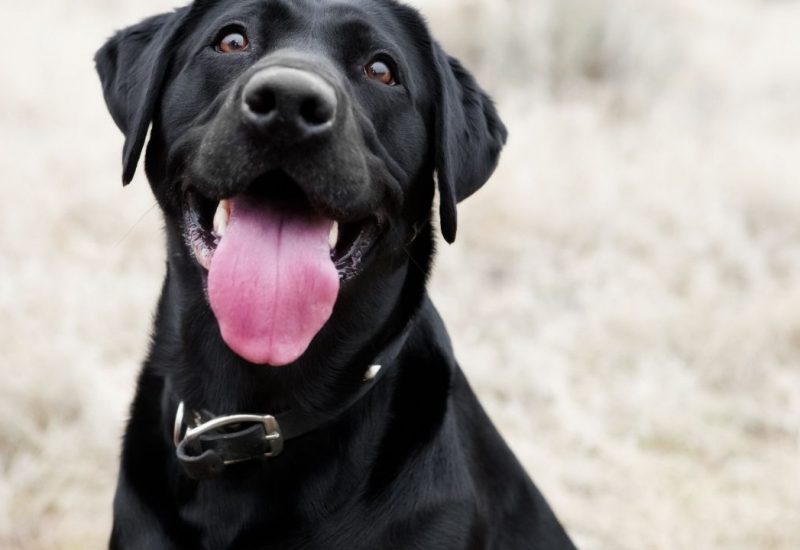 esa black lab