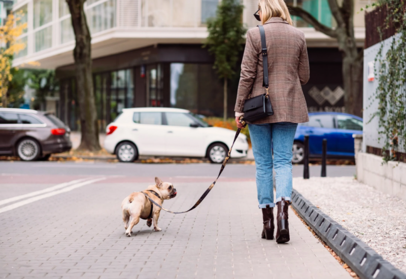 french-bulldog-on-leash-in-the-city