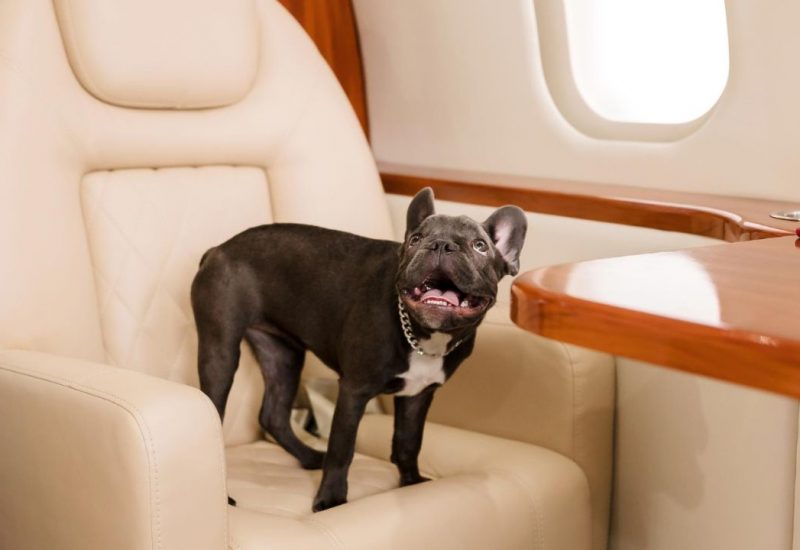 frenchie on airplane