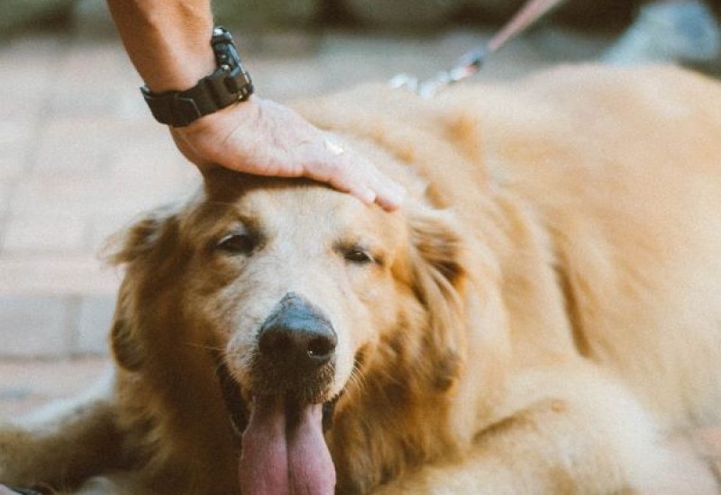 happy-golden-retriever-square-c04aeac1c08951e1ed81475a59023ecf