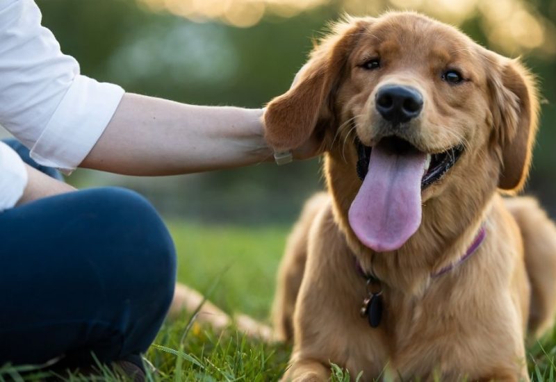 sitting with emotional support doggie