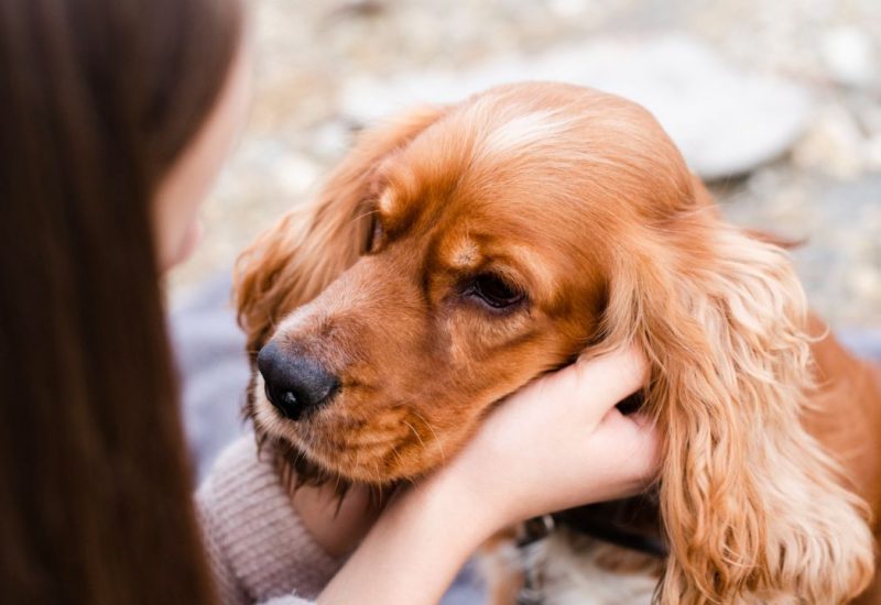 woman holding dogs face