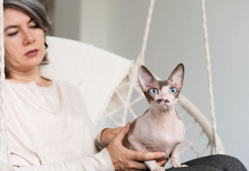 woman holding hairless cat