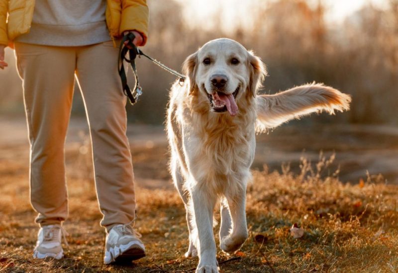 woman walking a golden retriever